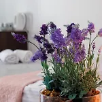 Goscinne Lawendowy Dwor Homestay Mikoszewo